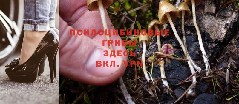 Галлюциногенные грибы Cubensis  Кремёнки 